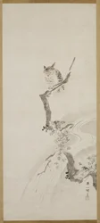 One Owl Perched in a Tree